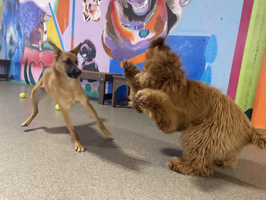 The Pack Indoor Dog Park photo 1
